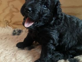 Welpen PULI