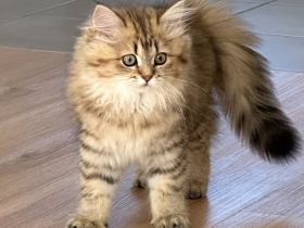 BLH Kitten zum Verlieben
