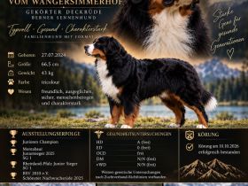 🏆 Simba vom Wangersimmerhof – Gekörter Berner Sennenhund Deckrüde – Bayern
