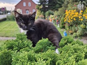 Katzenbabys Bkh Mix