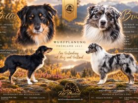 Australian Shepherd Wurfplanung Frühjahr 2027