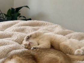 Britisch kurzhaar Katzen