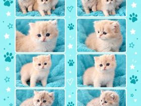 Britisch Kurzhaar und Britisch Langhaar Kitten