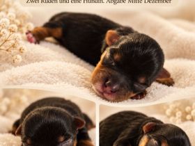 Biro Yorkshire Terrier Welpen- Abgabe Anfange/Mitte Dezember-Rüde und Hündin
