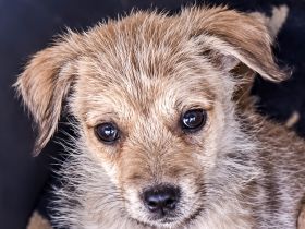Riley, kleiner Bub möchte die Welt entdecken