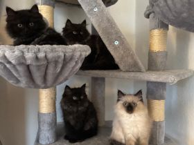 Ragdoll Kitten Seal Colourpoint & Black Solid