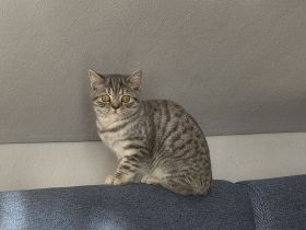 Britisch Kurzhaar kitten