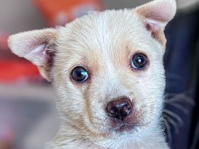 Penny ist eine kleine Herzensbrecherin