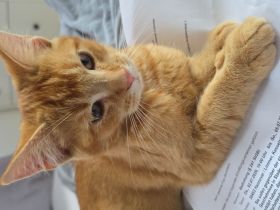 Maine Coon Mix Kater zu verkaufen