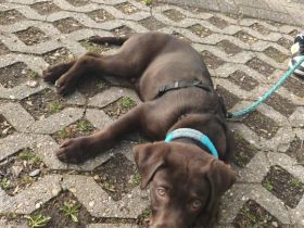 Labrador Schoko Junghund