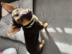 Oscar sucht ein zuhause