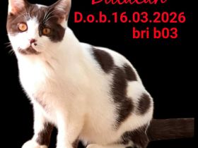 Reinrassige BKH
