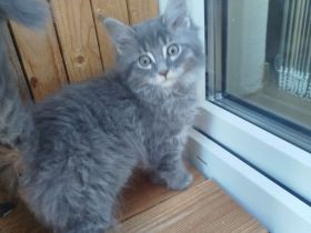 Süße reinrassige Maine Coon Kitten Kater
