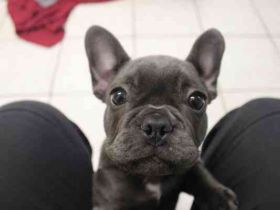 Chiquita, Franz. Bulldogge, geb. 6/ 2006, su. verantwortungsbewusste Besitzer