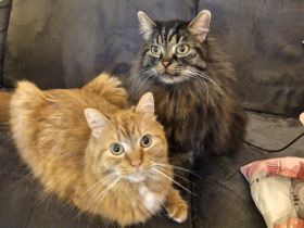 2 Main coon mix