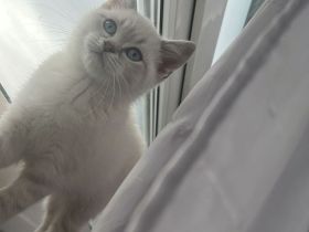 Liebevolle BKH Point Katze Luna sucht ein schönes Zuhause