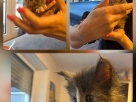 4 hübsche Maine Coon Kitten suchen ab Mitte Dezember ein liebevolles Zuhause