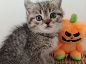 BKH, BRITISCH KURZHAAR, Letzte Kater