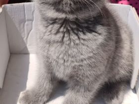 Britisch Kurzhaar Katzen blue/grau