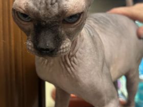 Reinrassiger Kanadischer Sphynx