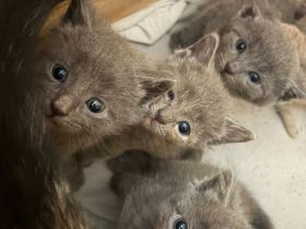 ? Kleine Chaosprofis suchen Personal auf Lebenszeit! ?