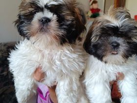 Zuckersüße Shih Tzu Mischlingswelpen „Charlie“ & „Lucky“ – Katzen-gewöhnt & beide Elterntiere vor Or