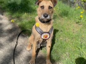Zuhause gesucht für Vicky