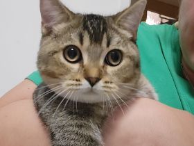 BKH Kater