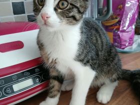 Katze Kätzchen EKH 16 W.alt