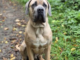 Wunderschöner DECKRÜDE Cane Corso Formentino