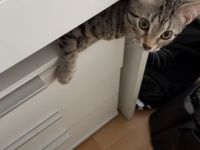 2 Katzen zu verkaufen