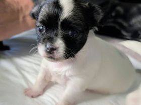 Unsere kleinen Chihuahua-Welpen suchen ihr Für-immer-Zuhause ❤️