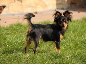 Milan sucht Mädchen
