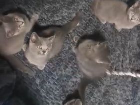 Bkh kitten