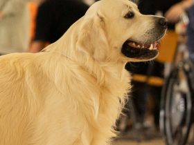 Golden Retriever Deckrüde