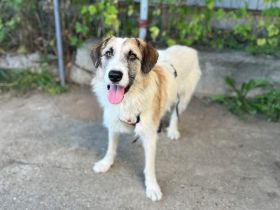 Lebensfrohe und ausgeglichene Lola sucht Zuhause