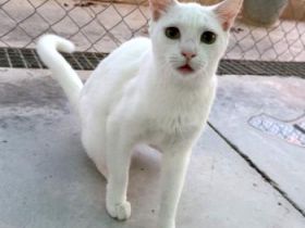 Blanquita
