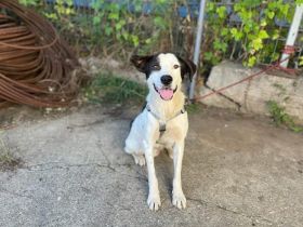Lebensfrohes Schleckermäulchen Cody sucht aktive Familie