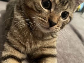 Wunderschöner BKH-Mix-Kater Simba sucht seine Herzensmenschen