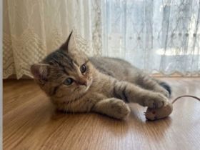 Reinrassige BKH Kater Britisch kurzhaar