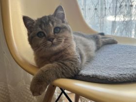 Golden Tabby