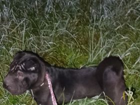 Shar Pei