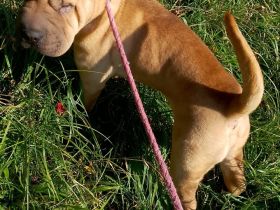 Shar Pei