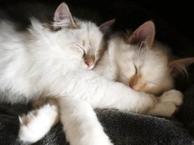 Flauschige Ragdoll Bärchen