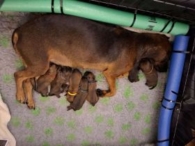 Süßer Nachwuchs! Reinrassige Welpen (Bayerischer Gebirgsschweißhund) ohne Papiere
