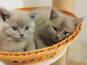 Britisch Kurzhaar Kitten * ab sofort *