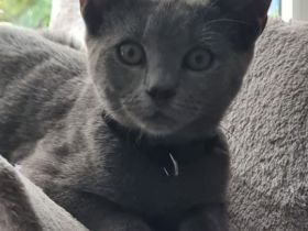 Russisch Blau Kater