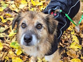 Duke, 8 Jahre, ruhig, gelassen, sehr Menschen bezogen, wer verliebt sich ihn ihn?