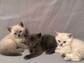Wundervolle Britisch-Kurzhaar-Kitten ABGABE 01.11.2026