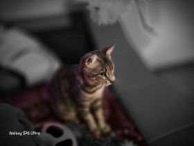 Bengal Mix Lady Bella
